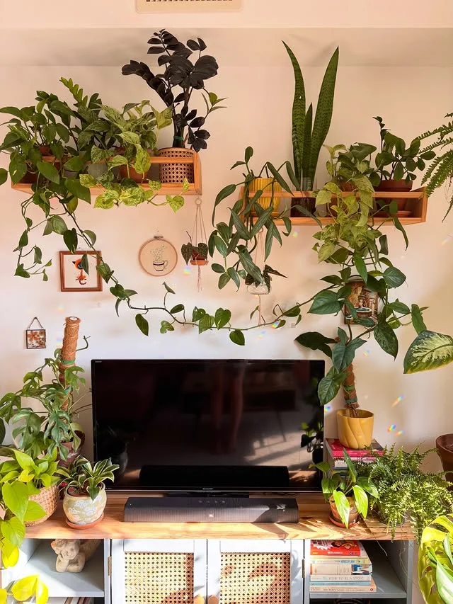 Living room filled with indoor houseplants