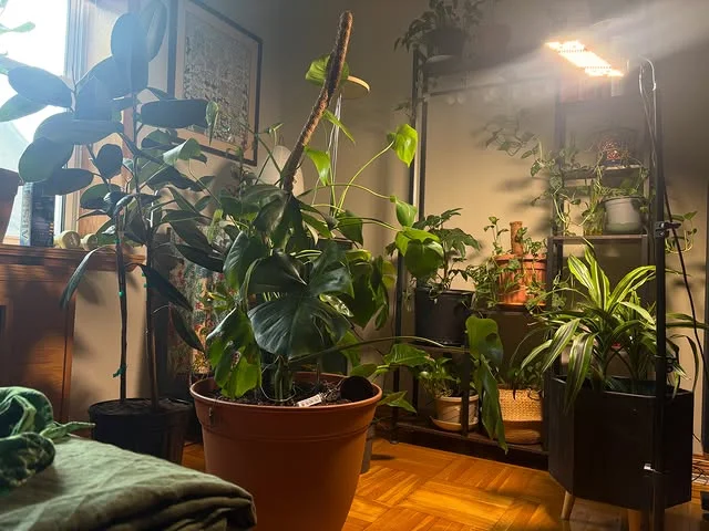 Indoor plants in a sunny living room corner